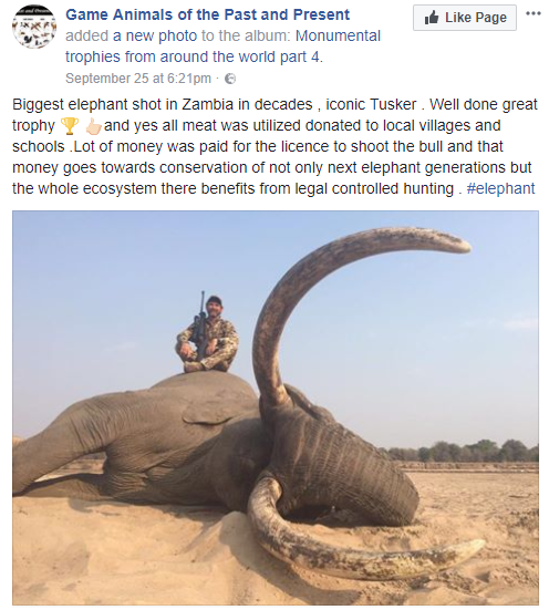 elefante ucciso