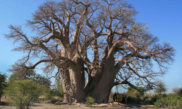 180612103037-01-chapman-baobob-tree-stock-exlarge-1691.jpg